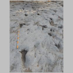 DSCN0723 Metatarsal near squiggle.jpg